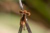 Platycnemis latipes